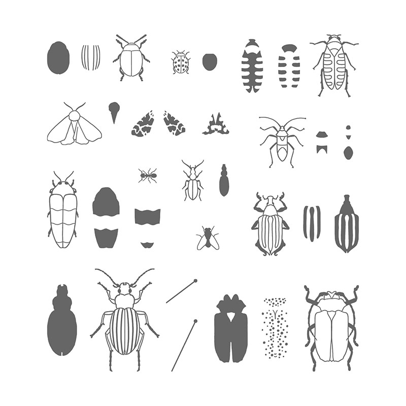 Buy Beetles and Bugs