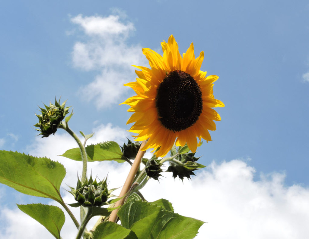 Sunny Sunflower Card with Painted Harvest